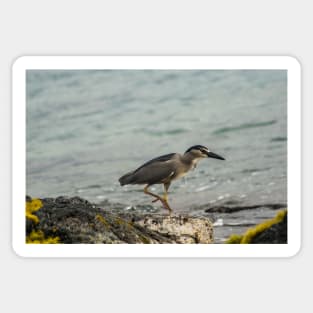 Black-crowned night heron of hawaii 9 Sticker